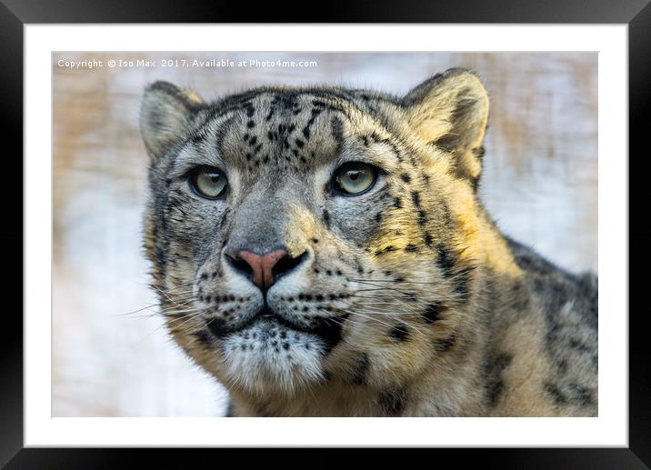 The Snow Leopard Framed Mounted Print by The Tog