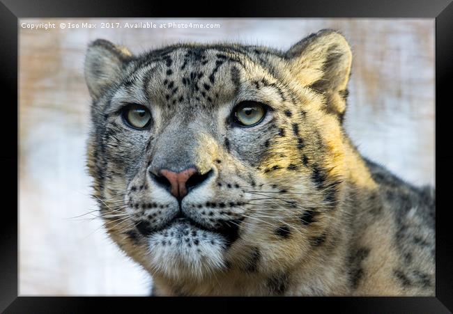 The Snow Leopard Framed Print by The Tog