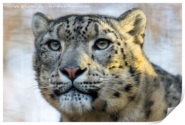 The Snow Leopard Print by The Tog