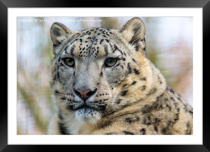 The Snow Leopard Framed Mounted Print by The Tog