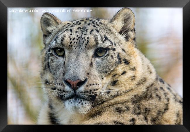 The Snow Leopard Framed Print by The Tog