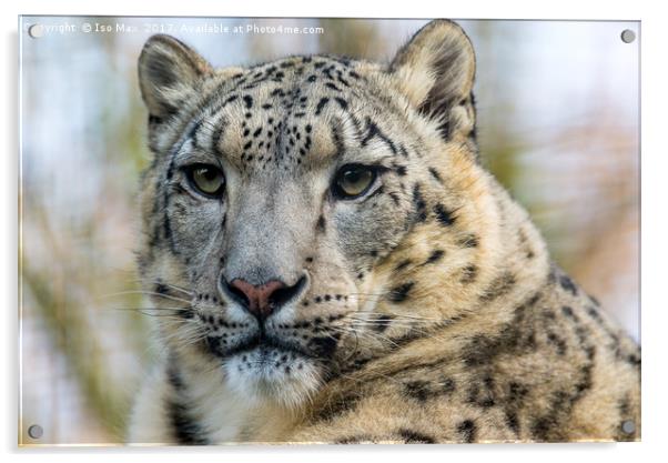 The Snow Leopard Acrylic by The Tog