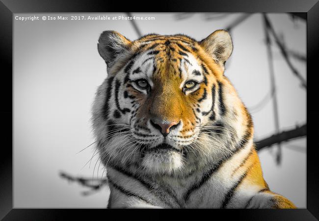 The Siberian Tiger Framed Print by The Tog