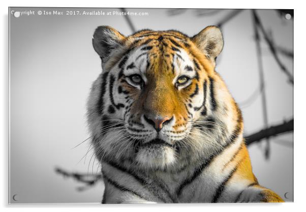 The Siberian Tiger Acrylic by The Tog