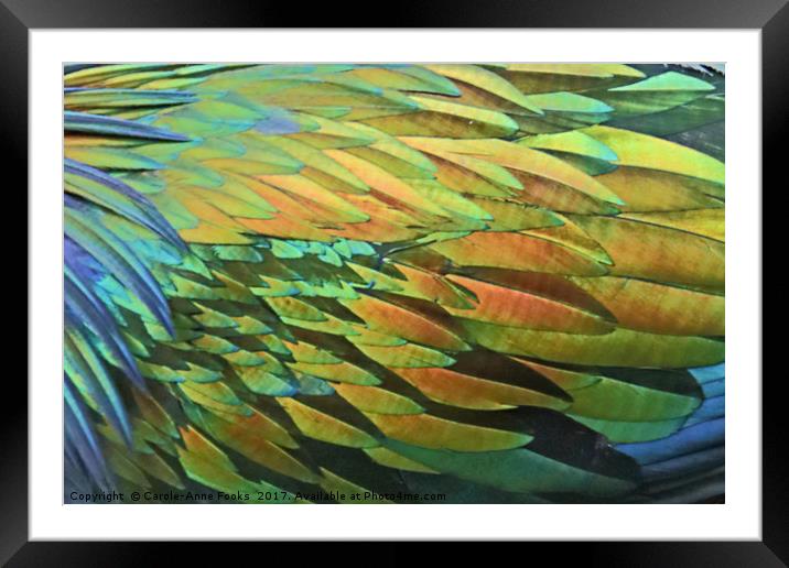 Nicobar Pigeon Framed Mounted Print by Carole-Anne Fooks