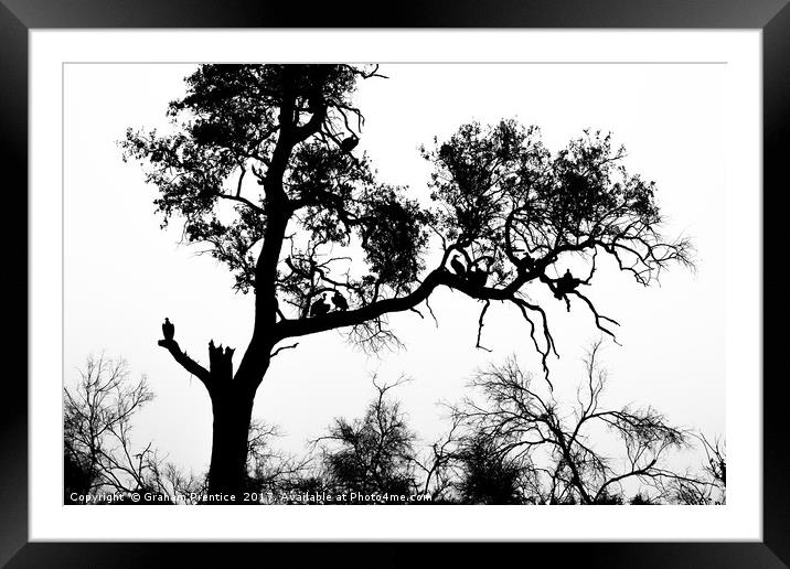 African White-backed Vultures in Silhouette Framed Mounted Print by Graham Prentice