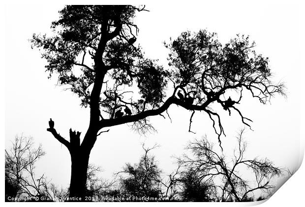 African White-backed Vultures in Silhouette Print by Graham Prentice