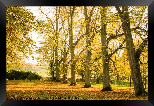 Autumnal Woodland Walk Framed Print by Stewart Nicolaou