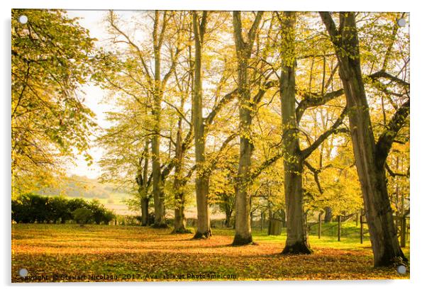 Autumnal Woodland Walk Acrylic by Stewart Nicolaou
