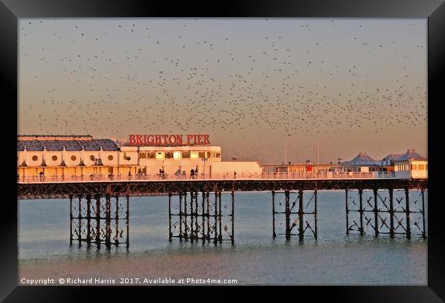 Starlings over Brighton Pier Framed Print by Richard Harris