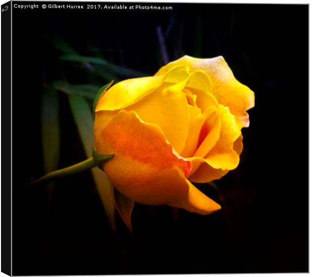 Serene Yellow Rose: Symbol of Harmony Canvas Print by Gilbert Hurree