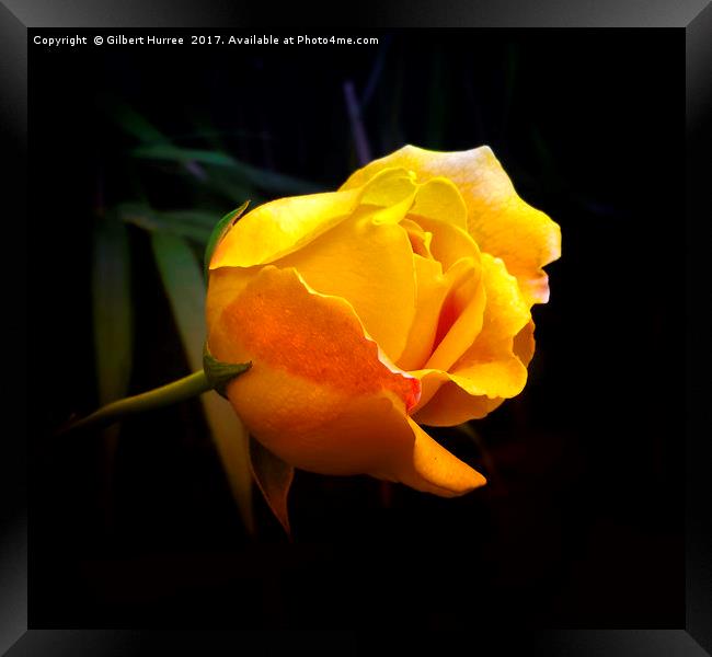 Serene Yellow Rose: Symbol of Harmony Framed Print by Gilbert Hurree
