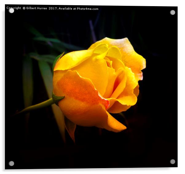 Serene Yellow Rose: Symbol of Harmony Acrylic by Gilbert Hurree