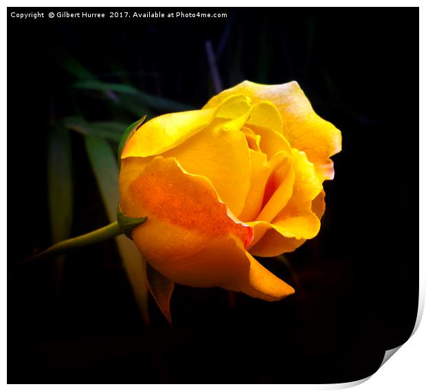 Serene Yellow Rose: Symbol of Harmony Print by Gilbert Hurree