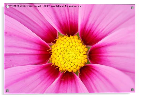 Closeup of pink flower with yellow stamens Acrylic by Łukasz Szczepański