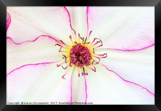 Closeup of pink flower with pink stamens Framed Print by Łukasz Szczepański