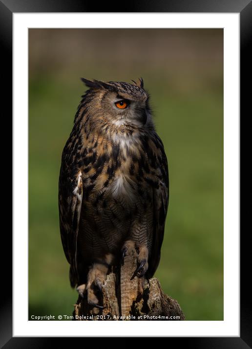 Posing Eagle owl  Framed Mounted Print by Tom Dolezal