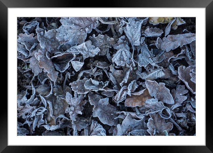 Jack frost  Framed Mounted Print by Andrew chittock