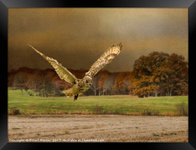 Eagle Owl Hunting Framed Print by Robert Murray