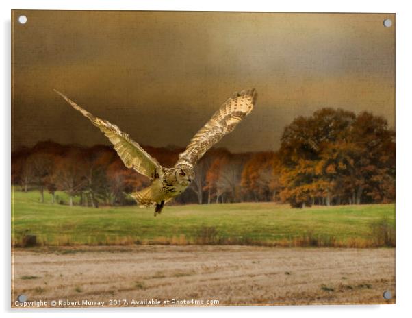 Eagle Owl Hunting Acrylic by Robert Murray