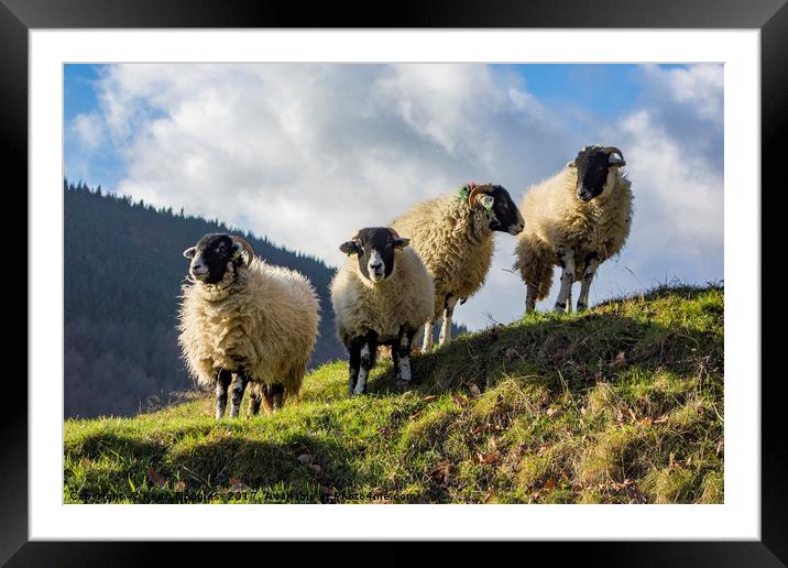 Four sheep Framed Mounted Print by Keith Douglas