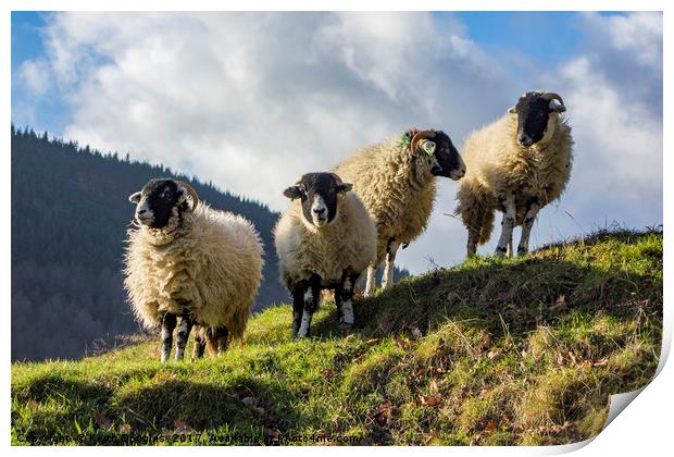 Four sheep Print by Keith Douglas