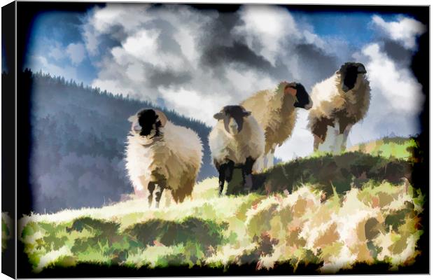 Four sheep Canvas Print by Keith Douglas