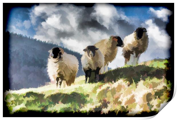 Four sheep Print by Keith Douglas