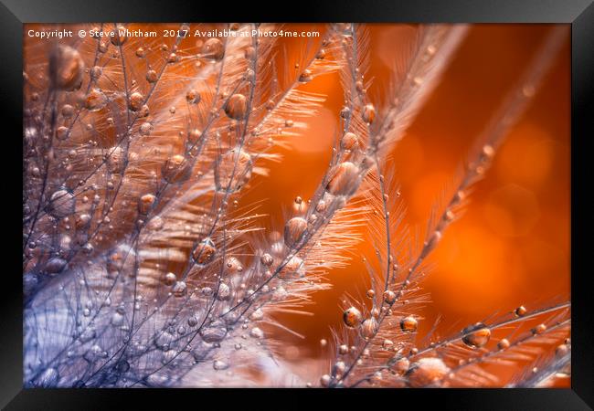 Waterdrops on a feather. Framed Print by Steve Whitham