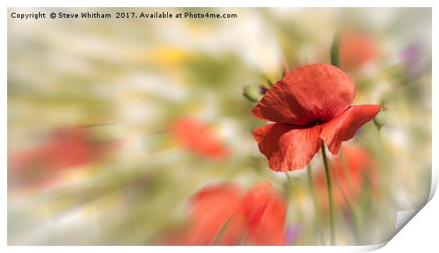 Poppy against absract background Print by Steve Whitham