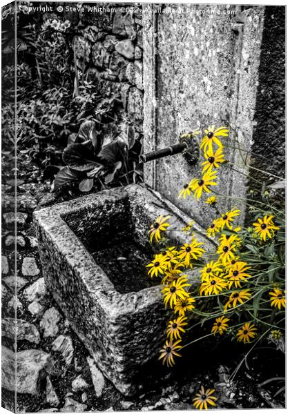 Stone trough with colour selected flowers Canvas Print by Steve Whitham