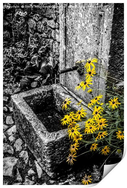 Stone trough with colour selected flowers Print by Steve Whitham