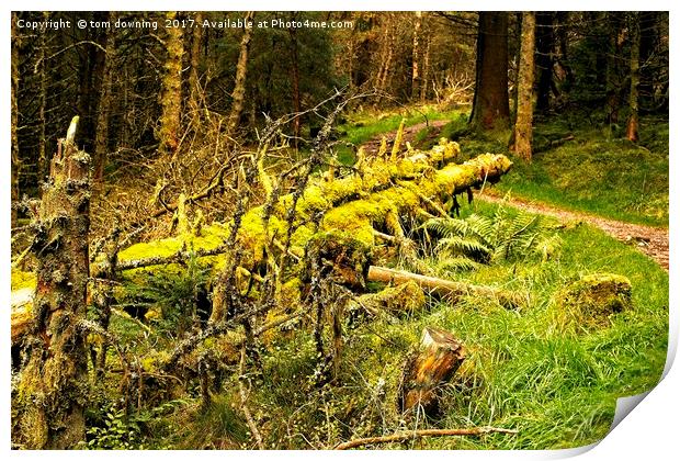 fallen trees Print by tom downing