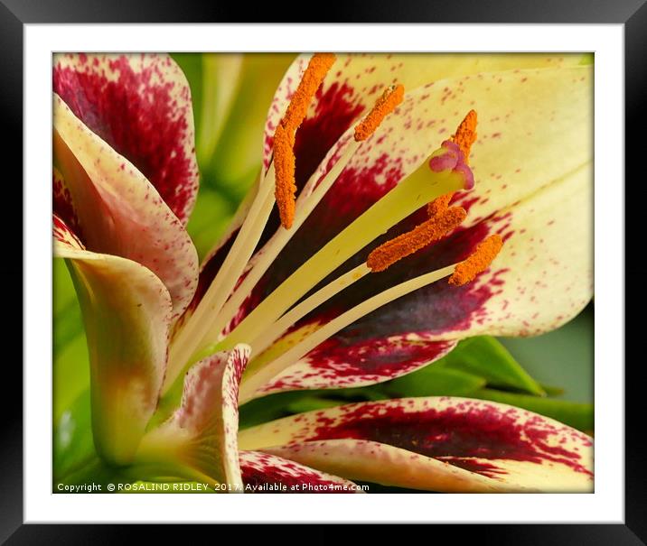 "LILY MACRO" Framed Mounted Print by ROS RIDLEY
