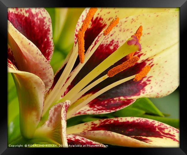 "LILY MACRO" Framed Print by ROS RIDLEY