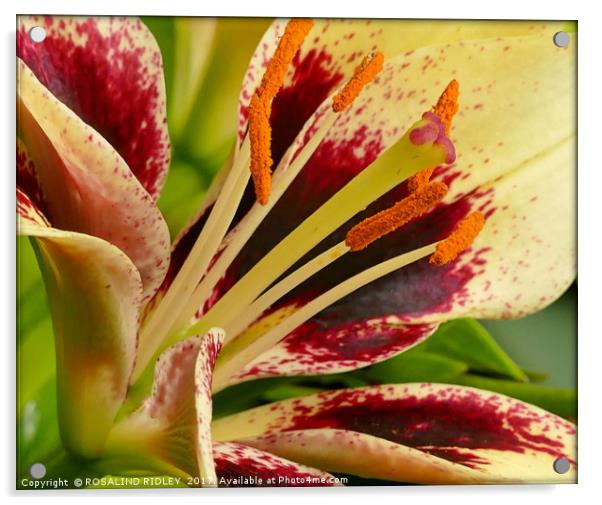 "LILY MACRO" Acrylic by ROS RIDLEY