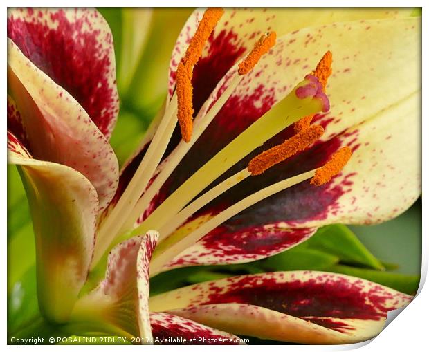 "LILY MACRO" Print by ROS RIDLEY