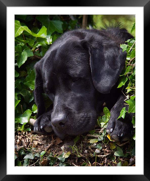 Dog tired Framed Mounted Print by Paul Davis