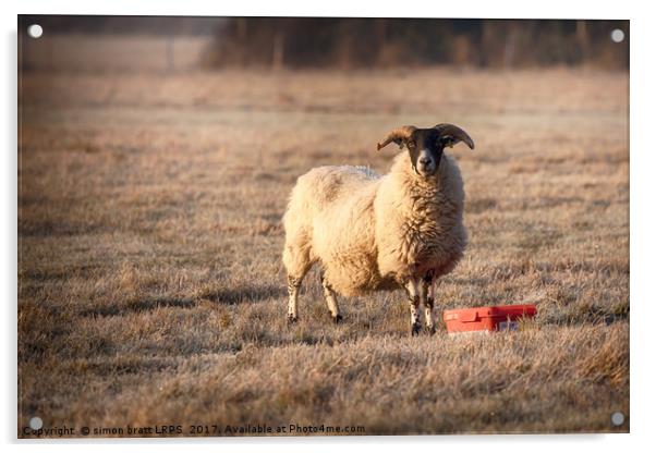 Ram feeding on a frosty morning Acrylic by Simon Bratt LRPS