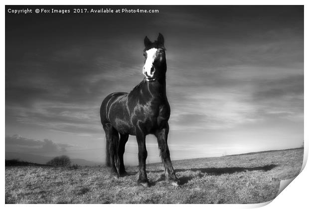 Horse and Countryside Print by Derrick Fox Lomax