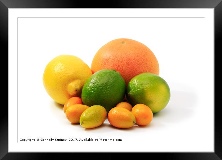 citrus fruits Framed Mounted Print by Gennady Kurinov