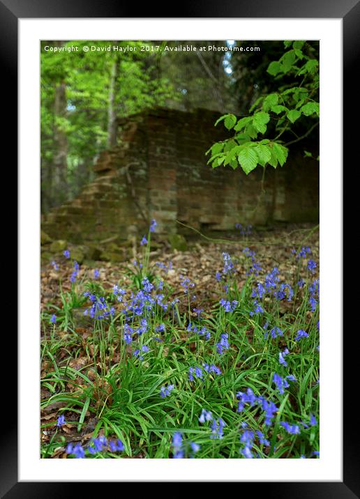 Bluebells on the edge of wood Framed Mounted Print by David Haylor