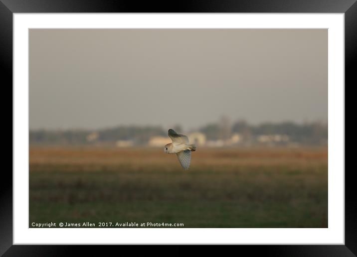 Barn Owl Hunting  Framed Mounted Print by James Allen