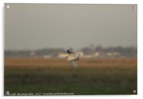 Barn Owl Hunting  Acrylic by James Allen