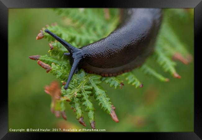 Slug on Bracken Framed Print by David Haylor