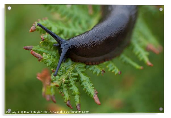 Slug on Bracken Acrylic by David Haylor