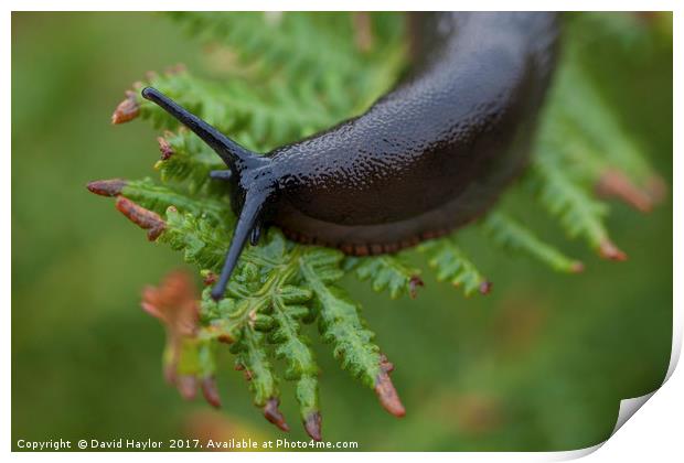 Slug on Bracken Print by David Haylor
