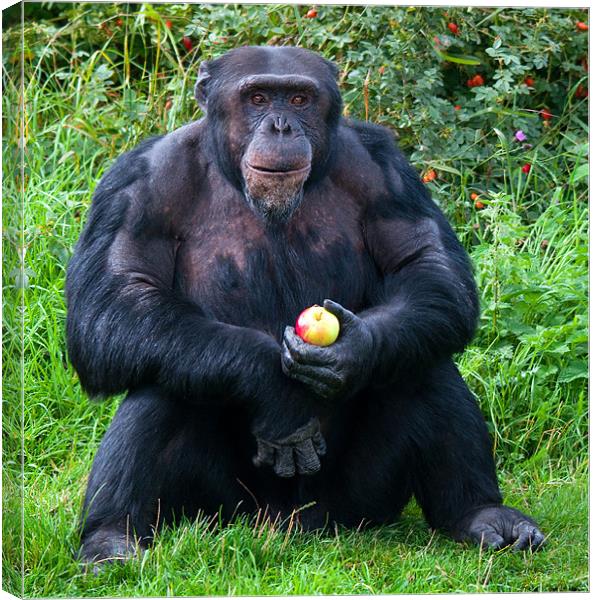 Chimp with an Apple Canvas Print by Chris Thaxter