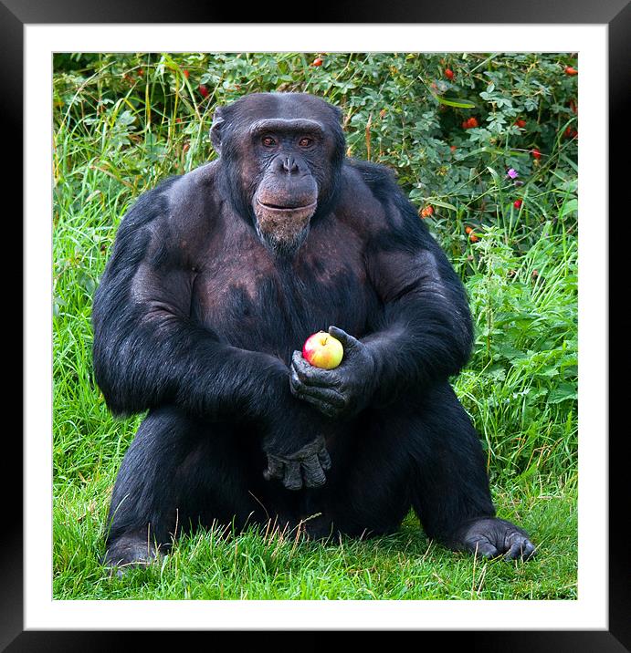 Chimp with an Apple Framed Mounted Print by Chris Thaxter