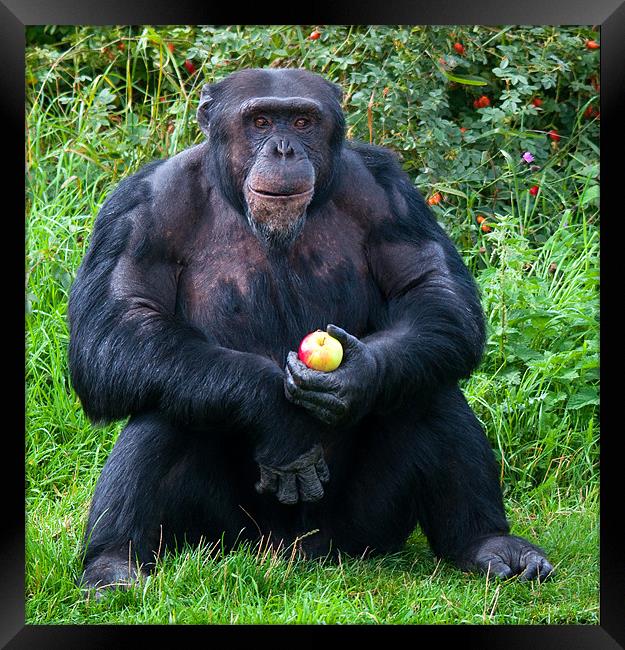Chimp with an Apple Framed Print by Chris Thaxter